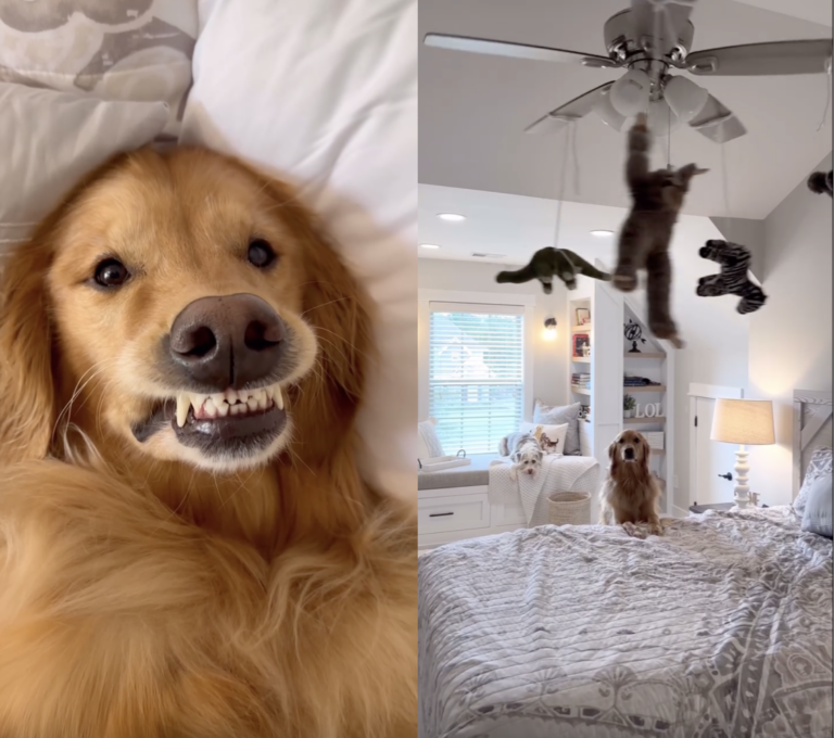 Teddy the Golden Retriever’s Playful Mischief: A Light-Hearted Dog Prank Video